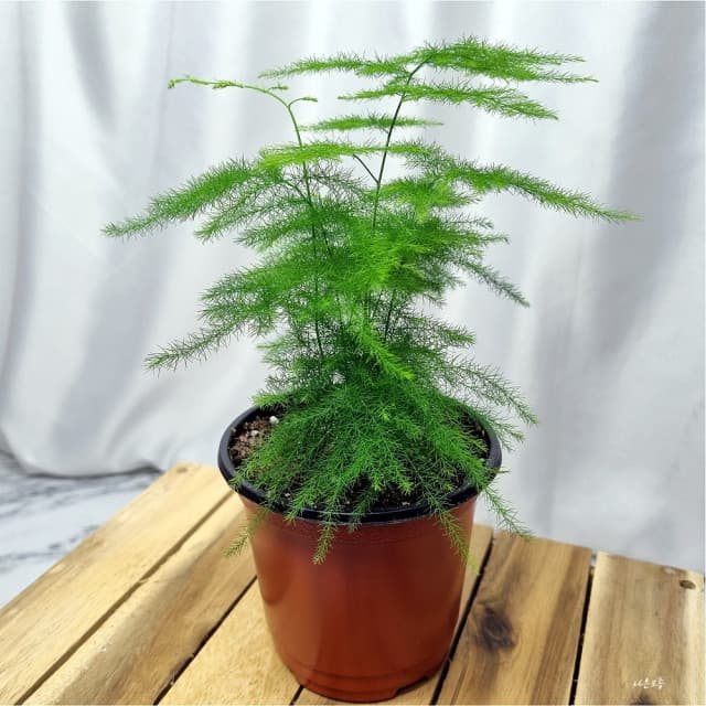 アスパラガス ナヌース 育てやすい観葉植物 テラリウム